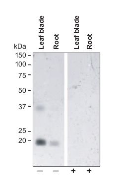 western blot using anti-TIP2;2 C-terminal antibodies